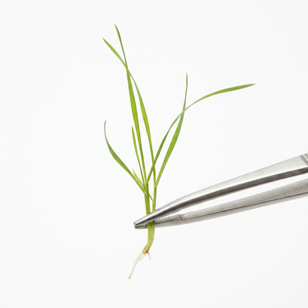 Barley Grass Fiber