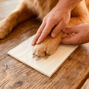 Press the paw